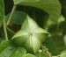 Sacha-Inchi-growing-in-the-sun-700x466
